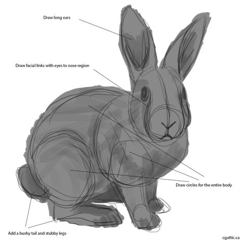 Rabbit Anatomy, Gesture Sketch, Draw A Rabbit, Bunny Sketches, Rabbit Drawing, Bunny Drawing, Drawing Step, Small Drawings, Rabbit Art