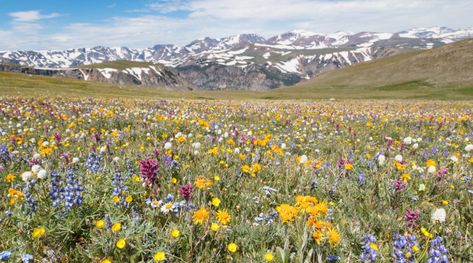 Whitewater Rafting, Landscape Background, National Parks Trip, Backpacking Travel, Spring Inspiration, Public Domain Images, Yellowstone National, Nature Images, Yellowstone National Park