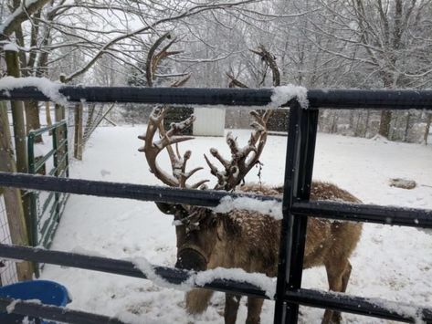 Reindeer Aesthetic, Aesthetic Reindeer, Reindeer Farm, Lush Christmas, Meet Santa, Nyc Christmas, Christmas Experiences, Merry Christmas Ya Filthy Animal, Real Christmas Tree