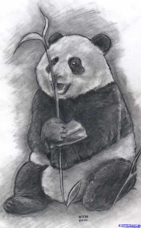 How to Draw a Realistic Panda, Draw Real Panda, Step by Step ... Panda Drawings, Panda Sketch, Cute Panda Drawing, Realistic Animal Drawings, Panda Drawing, Bear Drawing, Elephant Drawing, Panda Art, Tattoo Sketch