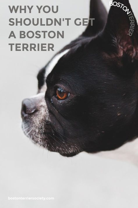 It is a wonderful breed, but it is not for everyone. 12 reasons you should not get a Boston Terrier. #bostonterrier #bostonterriers #pets #animals #bostonterrierpuppy #bostonterrierpuppies #bostonterriermom #bostonterrierdad #bostonterrierfacts #bostonterrierlove #bostonterrierfunny #bostonterrierlover #bostonterrierbaby #bostonterrierpuppytraining #newbostonterrierpuppy #bostonterriertraining #smalldog #smallbreed #dog #mansbestfriend #doglover #puppylove Boston Terriers For Sale, Mini Boston Terrier, Boston Terrier For Sale, Brown Boston Terrier, Boston Bull Terrier, Hypoallergenic Dog Breed, Boston Terrier Art, Outside Dogs, Boston Terrier Funny