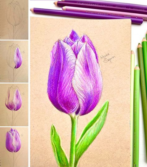 Tulip realistic illustration with colored pencils, prismacolor Pencil Colour Drawing Flower, Colored Pencils Prismacolor, Tulip Flower Drawing, Tulip Drawing, Easter Drawings, Tulip Colors, Realistic Illustration, Draw Realistic, Middle School Art Projects