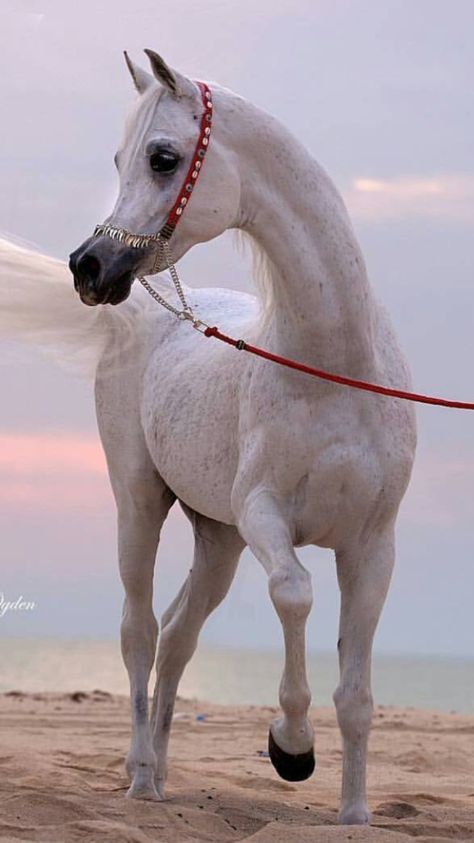 arabian horse Cai Arabi, White Arabian Horse, Black Arabian Horse, Arabic Horse, Arab Horse, Arabian Horse Art, Beautiful Arabian Horses, Pastel Sunset, Big Horses