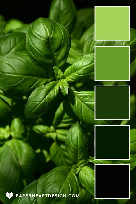 Spices Color Palette, Green Color Quotes, Colour Quotes, Party Palette, Interior Design Branding, Graphisches Design, Color Palette Challenge, Herbs Spices, Color Schemes Colour Palettes