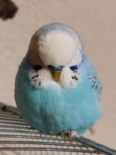 Types Of Parrots, Budgies Parrot, Baby Budgies, Love Birds Pet, Budgie Bird, Adam Savage, Blue Budgie, Budgies Bird, Korat