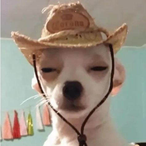 Cowboy Reaction Pic, Mexican Reaction Pics, Cow Wearing Cowboy Hat, Mexican Cowboy Hat, Dog Sombrero, Grad Speech, Silly Cowboy, Sticker Images, Res Life