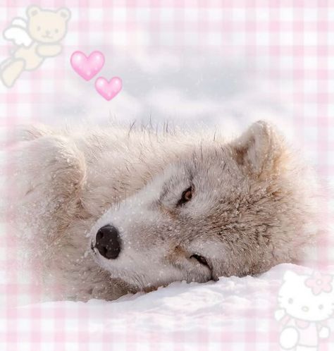 Wolf Boy Aesthetic, Wolf Regressor, White Pfps, Silly Dogs, Silly Animals, Kawaii Animals, Wolf Dog, Stray Cat, Cute Images