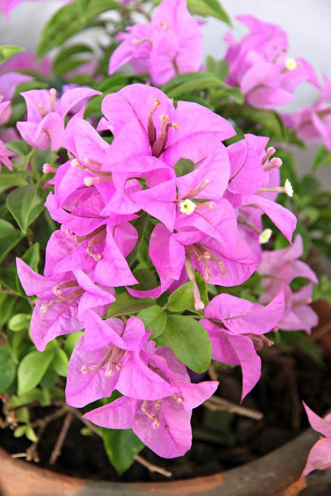 In warm regions, bougainvillea blooms almost year around and thrives outdoors. However, northern gardeners will have a bit more work to keep this plant alive and happy during winter. This article will help with tips on providing good bougainvillea winter care. Flower Bougainvillea, Raised Garden Beds Cinder Blocks, Bougainvillea Colors, Bougainvillea Care, Bougainvillea Plant, Growing Winter Vegetables, Winter Greenhouse, Winter Gardening, Winter Care