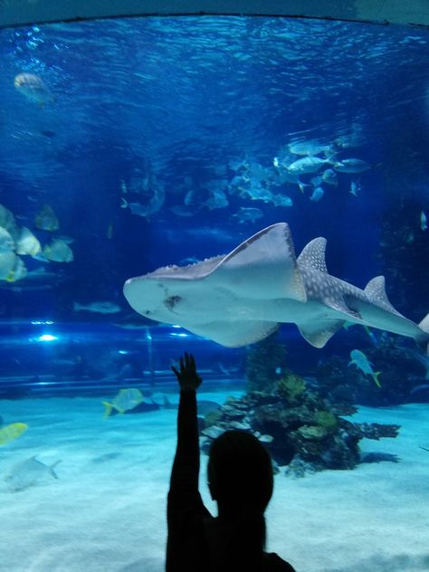 Tropicarium Budapest, Aquarium Aesthetic, Ocean Stuff, Giant Waves, Travel Buddies, Water Water, Happy Things, Whale Shark, Aquariums