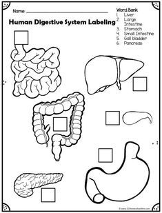 Digestion Activities, Digestive System Activities, Digestive System Organs, Digestive System For Kids, Digestive System Model, Digestive System Diagram, Human Body Science Projects, Digestive System Worksheet, Human Body Printables