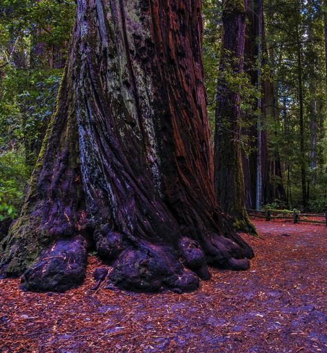 Big Basin Redwoods State Park Big Basin, Romans 1, California Nature, California Hikes, Boulder Creek, Places Worth Visiting, Beautiful Scenes, Forest Bathing, San Jose California