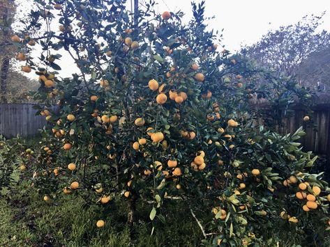 It’s satsuma time in Louisiana Satsuma Tree, Louisiana Homes, Citrus Trees, Winter Trees, Large Pots, Growing Tree, Mulch, Fruit Trees, Louisiana