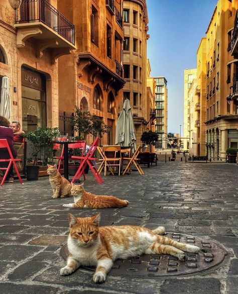 Beirut Streets, Lebanon Vacation, Lebanon Aesthetic, Lebanon Nature, Lebanon Culture, Arab Core, Vacation 2023, Open Sesame, Lebanese Cuisine