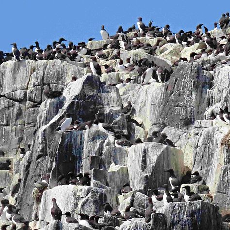 Farne Islands, Coastal Birds, Sea Birds, Pinterest Photos, Bird Photography, Bird Lovers, Flowers Photography, Animal Photography, Nature Lover