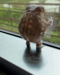 Common Rain Frog Frog In Train GIF - Common rain frog Frog in train Frog looking out train window - Discover & Share GIFs Looking Out The Window, Cool Gifs, Gif, Train