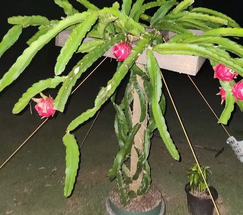 How to plant, grow and care for the Dragon fruit cactus Cactus Dragon, Tropical Mexico, Dragon Fruit Cactus, Dragon Fruit Plant, Cactus Care, Propagating Plants, All About Plants, Dragon Fruit, Central America