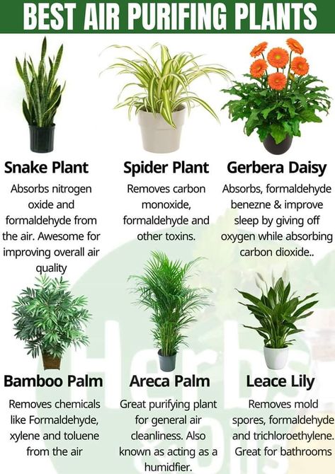 6 Best air-purifying plants from NASA clean air study. Best Air Purifying Plants, Air Purifying House Plants, Household Plants, Plant Care Houseplant, Plants Ideas, Aesthetic Garden, Healing Plants, Inside Plants, Indoor Plant Care