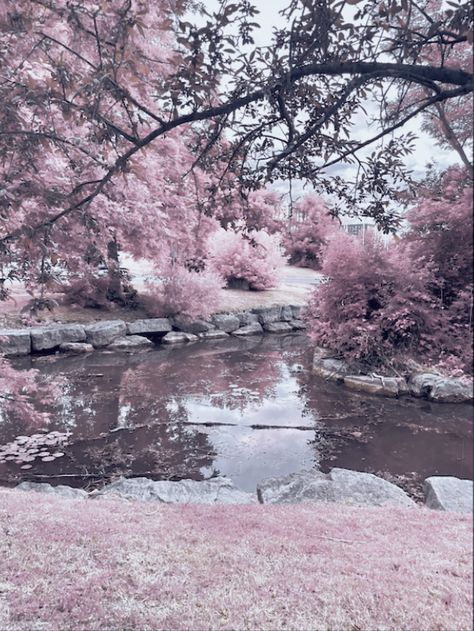 #pink #nature #babypink #coquette #pond #dr #pinkcore Pink Forest Aesthetic, Nature Coquette, Wolf Therian, Pink Pampas Grass, Pink Filter, Twilight Photos, Pink Nature, Pink Forest, Fun Adventures