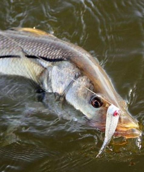 Snook on saltwater streamer Florida Fishing, Chris Craft Boats, Trophy Fish, Dreamy Ocean, Fishing Art, Salt Water Fishing, Salt Water Fish, Fishing Photography, Saltwater Flies