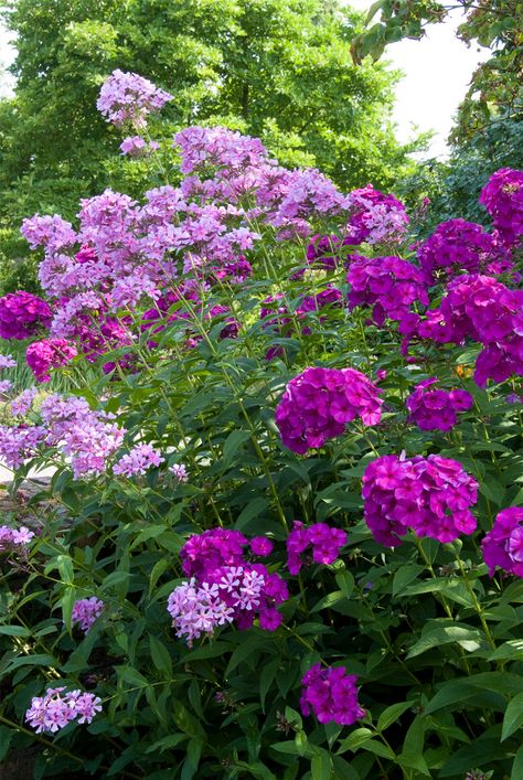 Phlox Paniculata Jeana, Phlox Companion Plants, Garden Phlox Perennials, Phlox Flower Perennial Plant, Perennial Border Plants, Tall Phlox, Scented Plants, Phlox Flower, Phlox Flowers