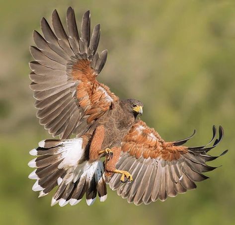 Harris Hawk, South Texas, Nature Birds, Zoology, Santa Clara, Birds Of Prey, Bird Photography, Animal Photo, Exotic Pets