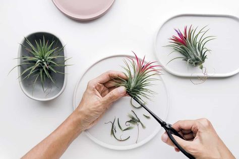 Plants 101, Plant Holder Diy, Types Of Air Plants, Air Plants Diy, Air Plant Care, Water Plants Indoor, Air Plant Garden, Air Plants Decor, Air Plants Care