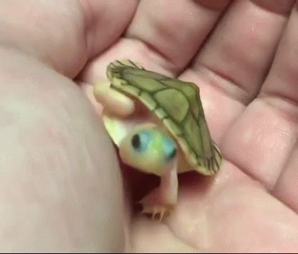 Turtle Tiny GIF - Turtle Tiny Green - Discover & Share GIFs Turtle Gif, Tiny Turtle, Green Turtle, Baby Turtles, Green Baby, Cute Gif, Yorkie, Pets Cats, Cool Gifs