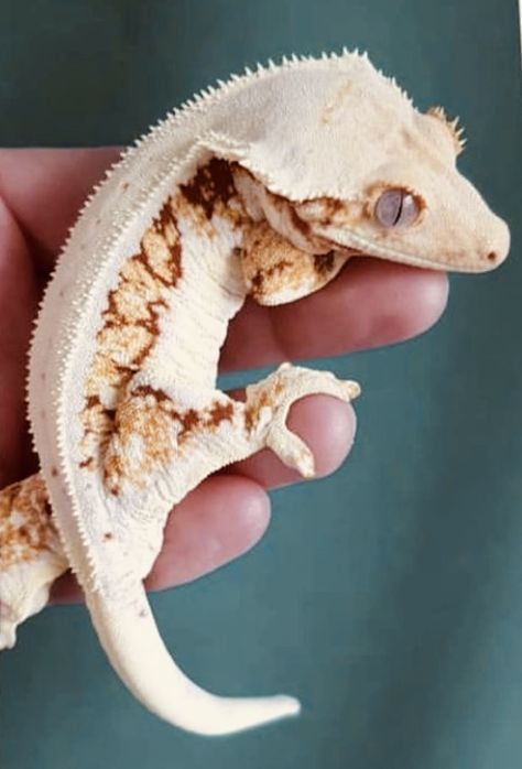 Crested Gecko Morphs, Reptile Expo, Gargoyle Gecko, Gecko Terrarium, Crested Geckos, Whites Tree Frog, Cute Gecko, Reptile Care, Cute Reptiles