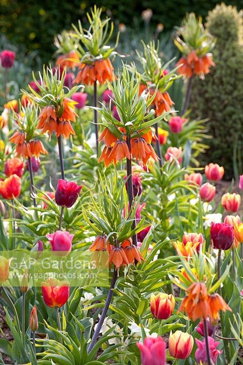 Bulb Lasagne, Planting Companions, Fritillaria Imperialis, Spring Containers, Garden Spring, Border Plants, Backyard Paradise, Spring Plants, Garden Greenhouse