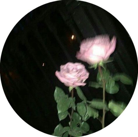 Group Chat, Roses, Green, Pink, Instagram, Black