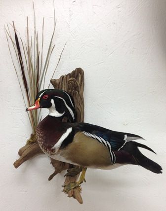 Wood Duck Mounts Ideas, Duck Mounts Taxidermy, Wood Duck Mounts, Hunting Room Decor, Duck Mounts, Building A Dock, Turkey Mounts, Waterfowl Taxidermy, Duck Ideas