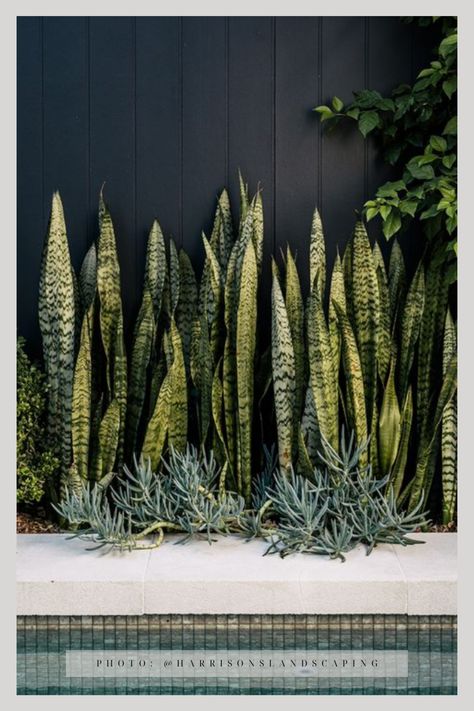 Snake plants outside by pool Arid Garden, Plants Around Pool, Urban Greenery, Plants Outside, Chalk Sticks, Pool Plants, Outdoor Styling, Front Stairs, Pool Cabanas