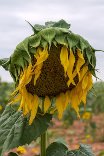 When & How To Harvest Sunflower Seeds - And How To Roast Them Too! Roasting Sunflower Seeds, Harvest Sunflower Seeds, Heirloom Plants, Harvesting Sunflower Seeds, Nature Learning, Dried Sunflowers, Sunflower Cottage, Transition Ideas, Growing Sunflowers