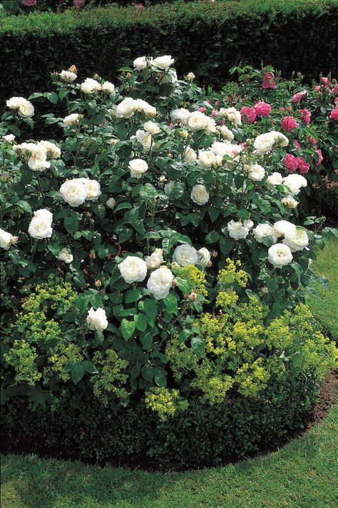 Rose Companion Plants, Rose Garden Landscape, Winchester Cathedral, Garden Companion Planting, Rose Gardening, English Garden Design, Landscape Borders, Lady's Mantle, Mary Rose