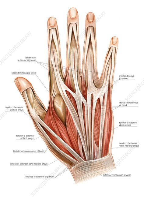 Hand Muscle Anatomy, Upper Arm Anatomy, Muscles Of The Hand, Human Anatomy Picture, Anatomy Muscles, How To Draw Muscles, Arm Anatomy, Hand Anatomy, Anatomy Images