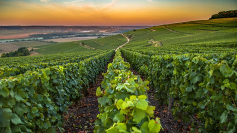 Champagne France, Regions Of France, Champagne Region, Wellness Resort, Batumi, Wine Top, Jules Verne, French Wine, The Monks