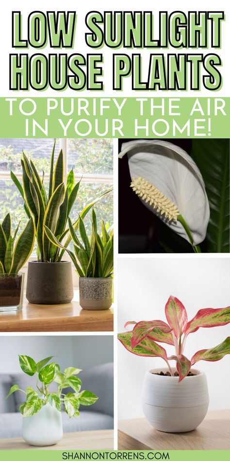 houseplants that need little sunlight Zero Sunlight Plants, Indoor Plants That Don’t Need Sun, No Sunlight Plants Indoor, Plants That Dont Need Sunlight, Take Care Of Plants, Common House Plants, Indoor House Plants, Low Light Plants, Easy Plants