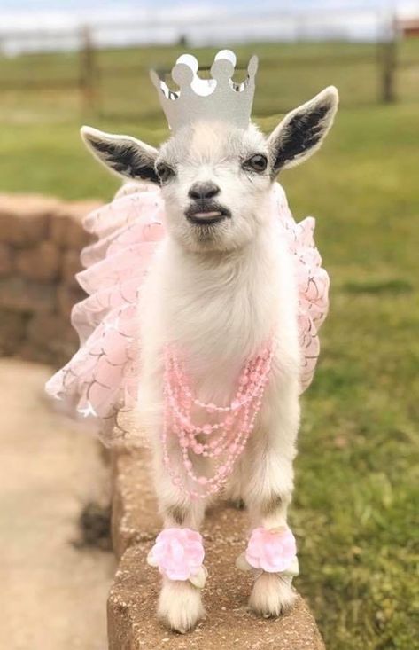 Goat Astetic, Goat Wearing Clothes, Goat Clothes, Tiny Goat, Baby Goats Aesthetic, Pet Goat Aesthetic, Mini Goats, Baby Goats In Pajamas, Raising Farm Animals