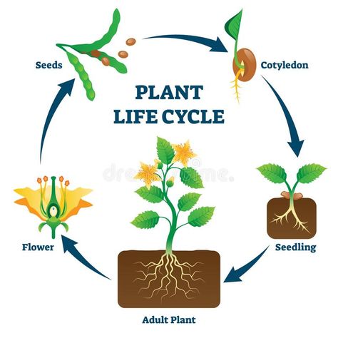 Plant Knowledge, Cycle Drawing, Spring Chalkboard, Word Ladders, Flower Seedlings, Kingdom Plantae, Plant Clips, Plants Quotes, Plant Tissue