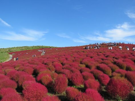 10 Best Places to Visit in Japan in Autumn 2018 – Japan Travel Guide -JW Web Magazine Japan In October, Halloween In Japan, Japan In September, Places To Visit In Japan, Hitachi Seaside Park, Japan Travel Destinations, Japanese Holidays, Yoyogi Park, Seaside Park