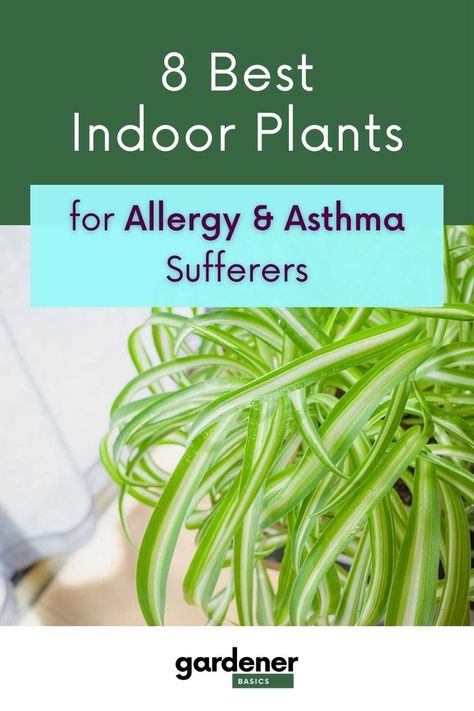 If you're looking for the best indoor plants to help with your allergy or asthma symptoms, look no further! We've compiled a list of our top plants that can help clear the air and make your home more comfortable. Save this list so you can refer back to it when you're ready to green up your space! Indoor Plants For Oxygen, Ivy Plant Indoor, Oxygen Plant, Best Plants For Bedroom, Best Air Purifying Plants, Low Maintenance Indoor Plants, Easy Indoor Plants, Indoor Plants Styling, Air Cleaning Plants