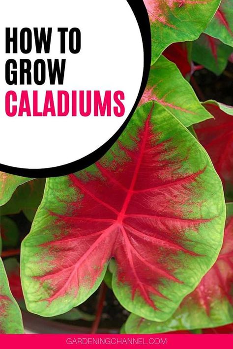 How to Grow Caladiums - Gardening Channel Caladium Garden, Full Sun Container Plants, Front Porch Plants, Elephant Ear Plant, Full Sun Plants, Shade Flowers, Flower Pots Outdoor, Garden Bulbs, Garden Help