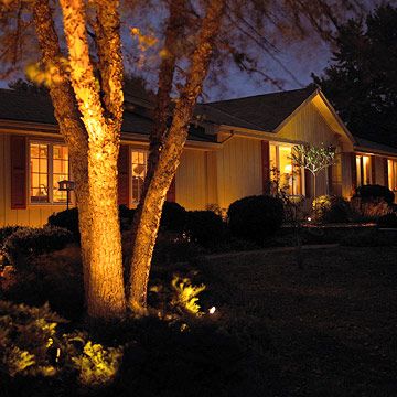 Wake Up the Night - Add drama to your garden by spotlighting a specimen tree or other Garden focal point. Uplighting provided by spotlights accentuates the texture of tree trunks and creates a pleasing glow on foliage. Landscape Lighting Ideas Front Yards, Front Yard Lighting, Trees For Front Yard, Landscape Lighting Design, Outdoor Landscape Lighting, Front Yards, Yard Lights, Backyard Lighting, Patio Lighting