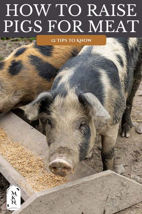 Learning how to raise pigs for meat is a great option for any homestead or farm wanting to become more self-sustainable. But choosing the right breed and tailoring the care and feed takes a bit of know-how. Read on for 12 tips for raising pigs for meat. Pastured Pigs, Kune Kune Pigs, Raising Pigs, Pig Feed, Pigs Eating, Raising Farm Animals, Pig Pen, Pig Farming, This Little Piggy