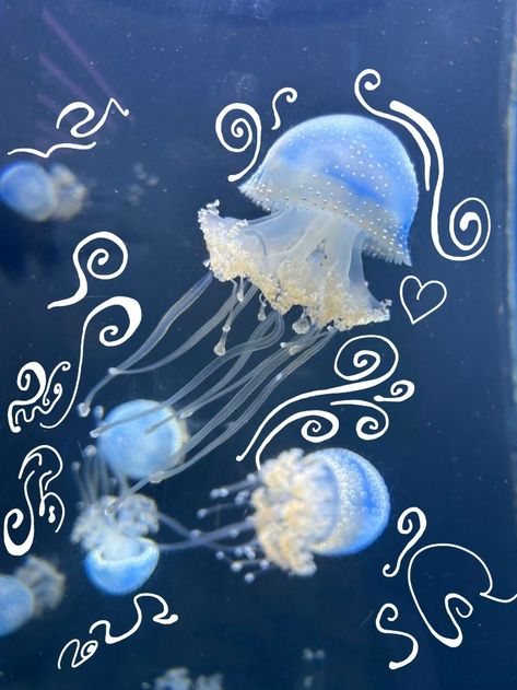 Jellyfish, Spooky Season, Halloween Costume, Image Search, Halloween Costumes, Floating, Swimming, Halloween, Water