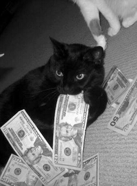 cat food vouchers! Gatos Cool, Black Cat Aesthetic, Money Cat, Cat Dark, Cat Profile, Silly Cats Pictures, Cute Cat Wallpaper, Cute Cats Photos, A Black Cat