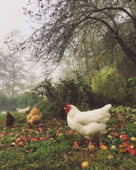 Future Farms, Farm Lifestyle, Chickens And Roosters, Farms Living, Country Charm, Country Farm, Chickens Backyard, The Grass, 귀여운 동물