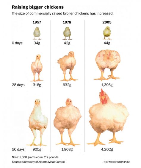 The size of commercially raised broiler chicken over the years American Dinner, Broiler Chicken, Vegan Facts, Biggest Chicken, Regnul Animal, Animal Activism, Vegan Quotes, Why Vegan, Crazy Chicken Lady