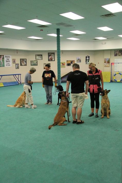 Dog Training Classes and Group Training Sessions Dog Training Center, Dog Trainer Aesthetic, Dog Training Aesthetic, Puppy Culture Training, Training Aesthetic, Aesthetic Training, Personal Protection Dog Training, Dog Training Obedience Teaching, Puppy Recall Training