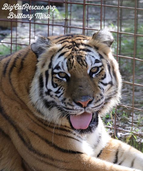 Good morning Big Cat Rescue Friends! ☀️ Happy FURsday from Aria Tiger! Have a terrific day everyone!  #GoodMorning #BigCats #BigCatRescue #Tiger #CaroleBaskin Tiger Cats Domestic, Big Cats Cuddling, Tiger And Cat Together, Tiger Protecting Cubs, Big Cat Rescue, Wildlife Pictures, Big Cats, Wild Cats, Animals